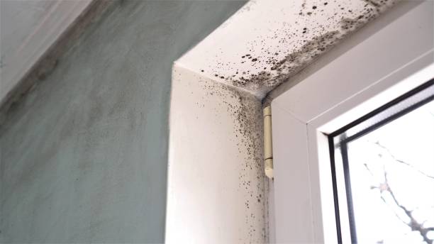 West Branch, MI Mold Remediation Company
