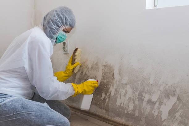 Best Attic Mold Remediation in West Branch, MI
