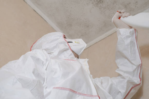 Best Emergency Mold Remediation in West Branch, MI