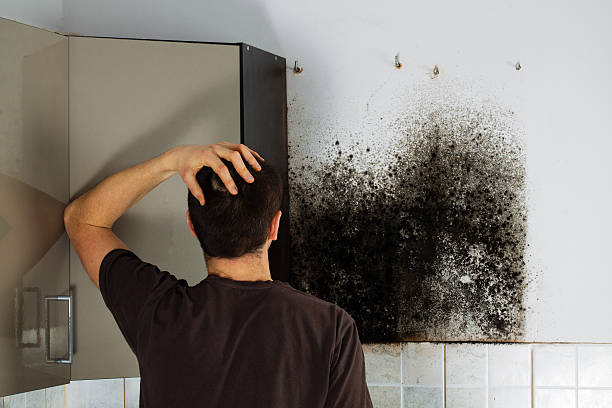 Best DIY Mold Remediation Support Services in West Branch, MI