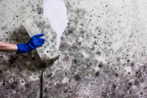 Best Mold Testing and Inspection Services in West Branch, MI