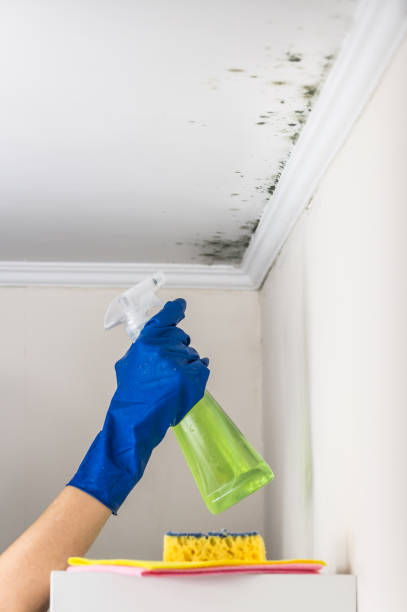 Best Mold Remediation for Schools in West Branch, MI